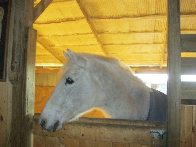 equineseal4