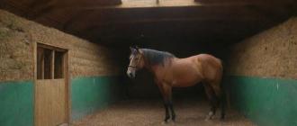Bio-insulation in Horse Farms - Benefits, Features, and Biobased Material Examples